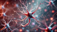 研究证实人脑神经元可终身